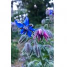 30 Seeds Plant Borage Seeds Borago