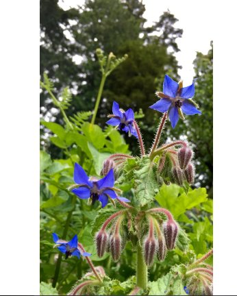 60 Seeds Plant Borage Seeds Borago