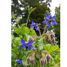 60 Seeds Plant Borage Seeds Borago
