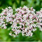 Valeriana Perennial, and Attracts Pollinators Flower `200 Seeds Valerian Seeds