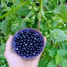 15 Seeds Plant Fruit Purple Jaltomato Jaltomata Repandidentata Rare, Delicious, and Perennial