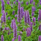 Flower Seeds Agastache Rugosa Aromatic & Tasty 400 Seeds Plant Agastache / Korean Mint