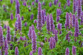 Flower Seeds Agastache Rugosa Aromatic & Tasty 400 Seeds Plant Agastache / Korean Mint
