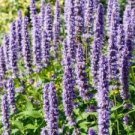 Aromatic & Tasty 800 Seeds Plant Agastache / Korean Mint Flower Seeds Agastache Rugosa