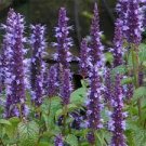 Aromatic & Tasty 1600 Seeds Plant Agastache / Korean Mint Flower Seeds Agastache Rugosa