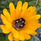 25 Seeds Flower Calendula Seeds Calendula Resina