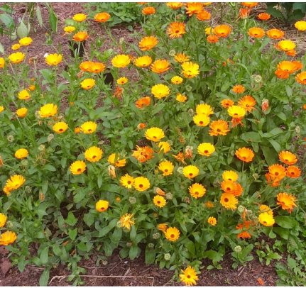 Calendula Seeds Calendula Resina 400 Seeds Flower