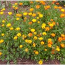 Calendula Seeds Calendula Resina 400 Seeds Flower