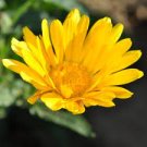 Seeds Calendula Resina 800 Seeds Flower Calendula