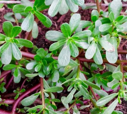 Seeds Portulaca Oleraceae Delicious and Nutritious Greens 400 Seeds Flower Wild Purslane