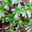 Seeds Portulaca Oleraceae Delicious and Nutritious Greens 400 Seeds Flower Wild Purslane