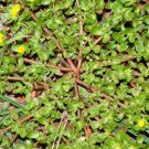 Wild Purslane Seeds Portulaca Oleraceae Delicious and Nutritious Greens 800 Seeds Flower
