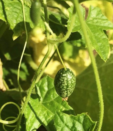 aka Mouse Melon Seeds Melothria Scabra 80 Seeds Fruit Cucamelon