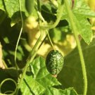 aka Mouse Melon Seeds Melothria Scabra 80 Seeds Fruit Cucamelon