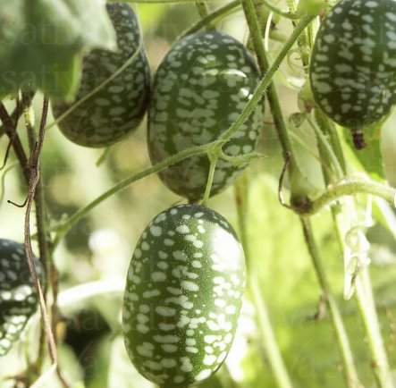 Melothria Scabra 160 Seeds Fruit Cucamelon aka Mouse Melon Seeds