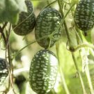 Melothria Scabra 160 Seeds Fruit Cucamelon aka Mouse Melon Seeds