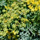 160 Seeds Rue Seeds Ruta Graveolens Highly Aromatic