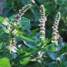 30 Seeds Flower Plant Kapoor Tulsi Holy Basil Seeds