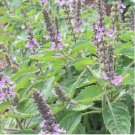 60 Seeds Flower Plant Kapoor Tulsi Holy Basil Seeds