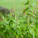 120 Seeds Flower Plant Kapoor Tulsi Holy Basil Seeds