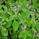 240 Seeds Flower Plant Kapoor Tulsi Holy Basil Seeds