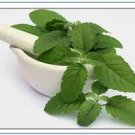 480 Seeds Flower Plant Kapoor Tulsi Holy Basil Seeds