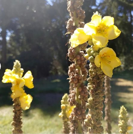 Greater Mullein Seeds Verbascum Thapsus 400 Seeds Flower Plant