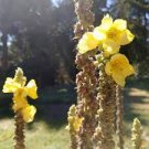 Plant Greater Mullein Seeds Verbascum Thapsus 1600 Seeds Flower