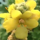 Verbascum Thapsus 3200 Seeds Plant Greater Mullein Seeds Flower