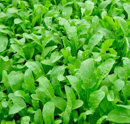 Vegetable 350 Seeds Plant Arugula Seeds Eruca Vesicaria