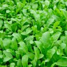 Vegetable 350 Seeds Plant Arugula Seeds Eruca Vesicaria