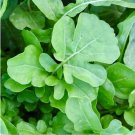 Arugula Seeds Eruca Vesicaria Vegetable 700 Seeds Plant