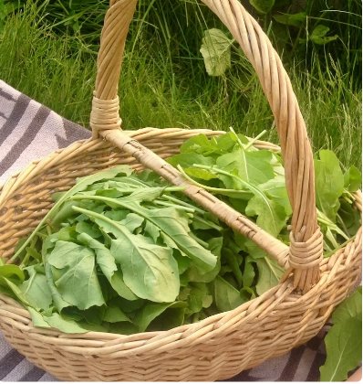 Plant Arugula Seeds Eruca Vesicaria Vegetable 1400 Seeds