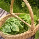 Plant Arugula Seeds Eruca Vesicaria Vegetable 1400 Seeds