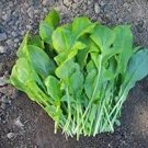 Seeds Eruca Vesicaria Vegetable 5600 Seeds Plant Arugula