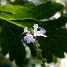 Flower 100 Seeds Blue Vervain Seeds Verbena Hastata