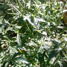 Verbena Hastata Flower 400 Seeds Blue Vervain Seeds