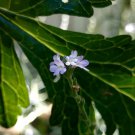 Verbena Hastata Flower Blue Vervain Seeds 1600 Seeds