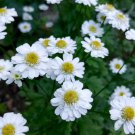 Flower Seeds 100 Seeds Feverfew Seeds Tanacetum Parthenium