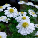 Seeds Tanacetum Parthenium Flower Seeds 200 Seeds Feverfew