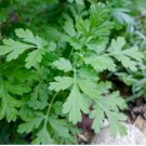 400 Seeds Feverfew Seeds Tanacetum Parthenium Flower Seeds
