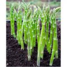 Asparagus Seeds Asparagus 40 Seeds Plant Mary Washington