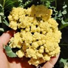Brassica Oleraceae 80 Seeds Vegetable Nine Star Perennial Cauliflower/Broccoli Seeds