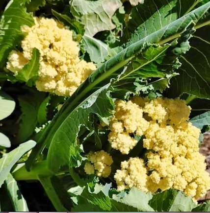 Vegetable Nine Star Perennial Cauliflower/Broccoli Seeds Brassica Oleraceae 160 Seeds