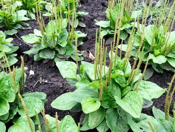Vegetable Broadleaf Plantain Seeds Plantago Major 100 Seeds