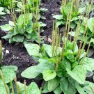 Major 200 Seeds Vegetable Broadleaf Plantain Seeds Plantago