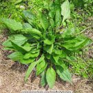Broadleaf Plantain Seeds Plantago Major 400 Seeds Vegetable