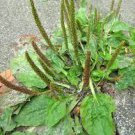 Plantago Major 800 Seeds Broadleaf Plantain Seeds Vegetable