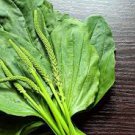 Plantain Seeds Vegetable Plantago Major 1600 Seeds Broadleaf