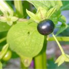15 Seeds Purple Jaltomato Jaltomata Repandidentata Rare Delicious